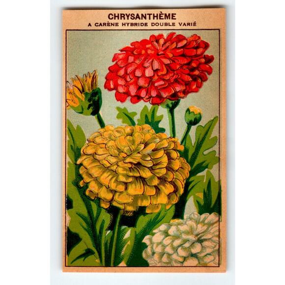 1920's Flower Art Print CHRYSANTHEME Lithograph Original Vintage For Seed Pack - Picture 1 of 2